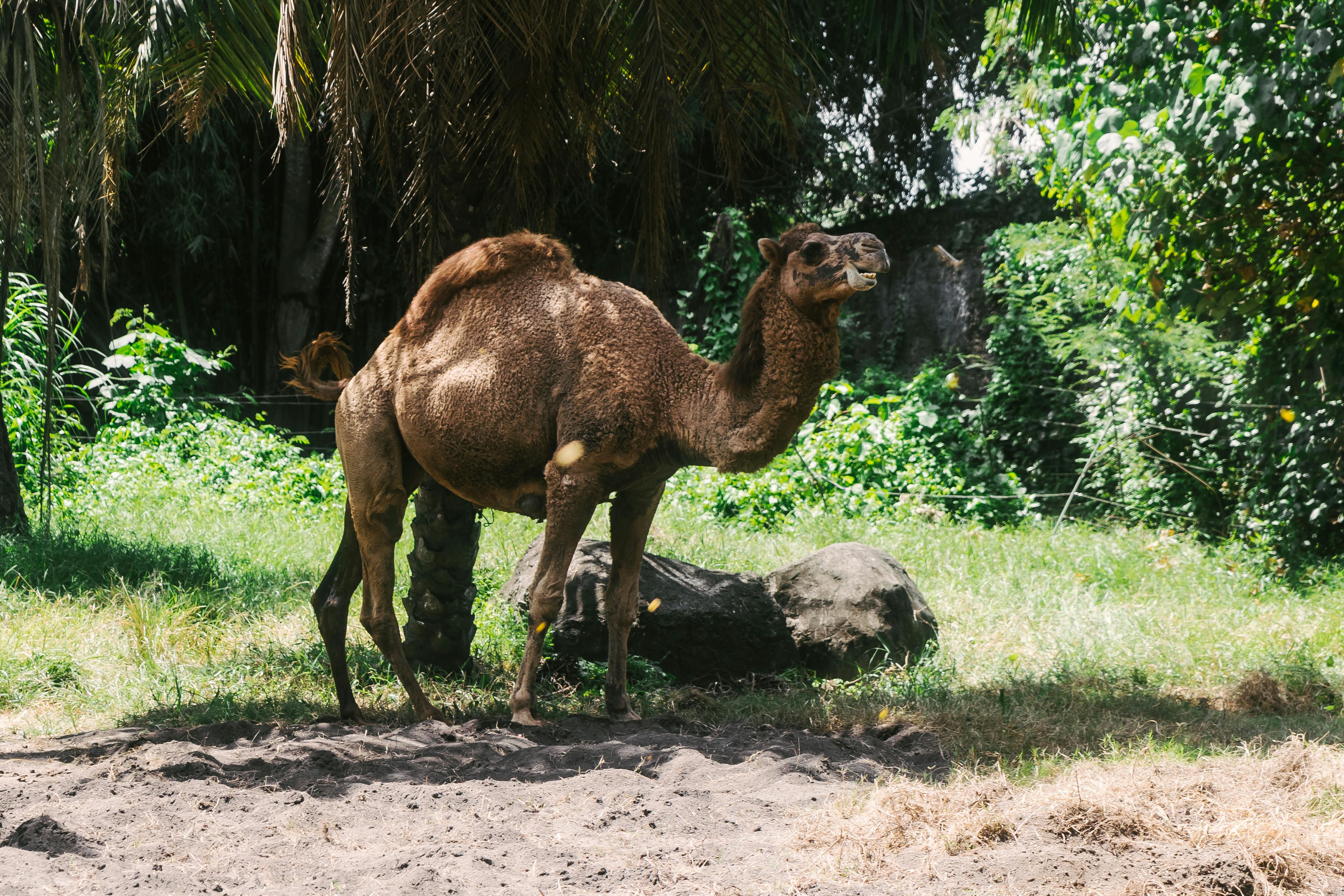 Camel