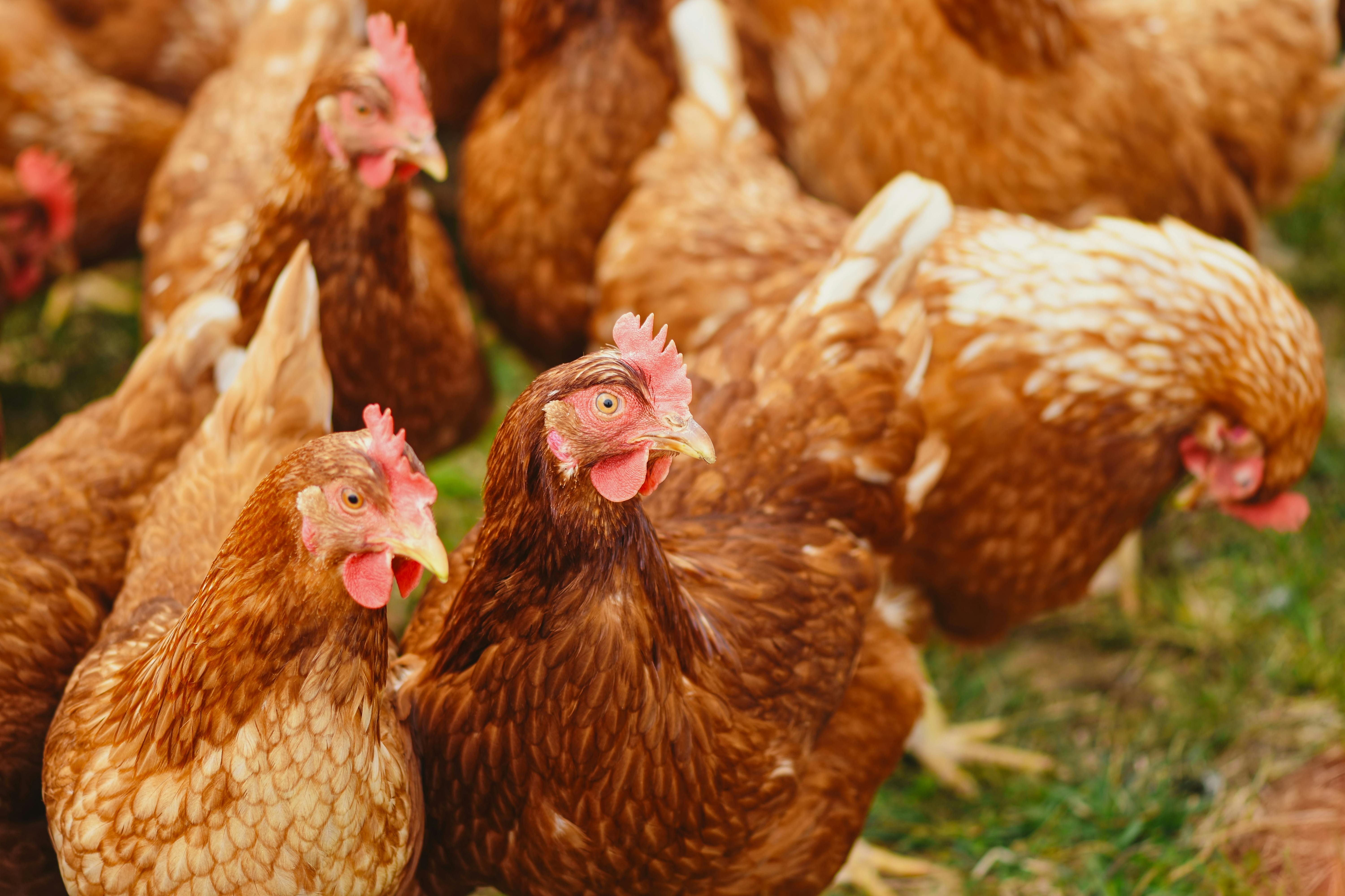 Layers and Broilers