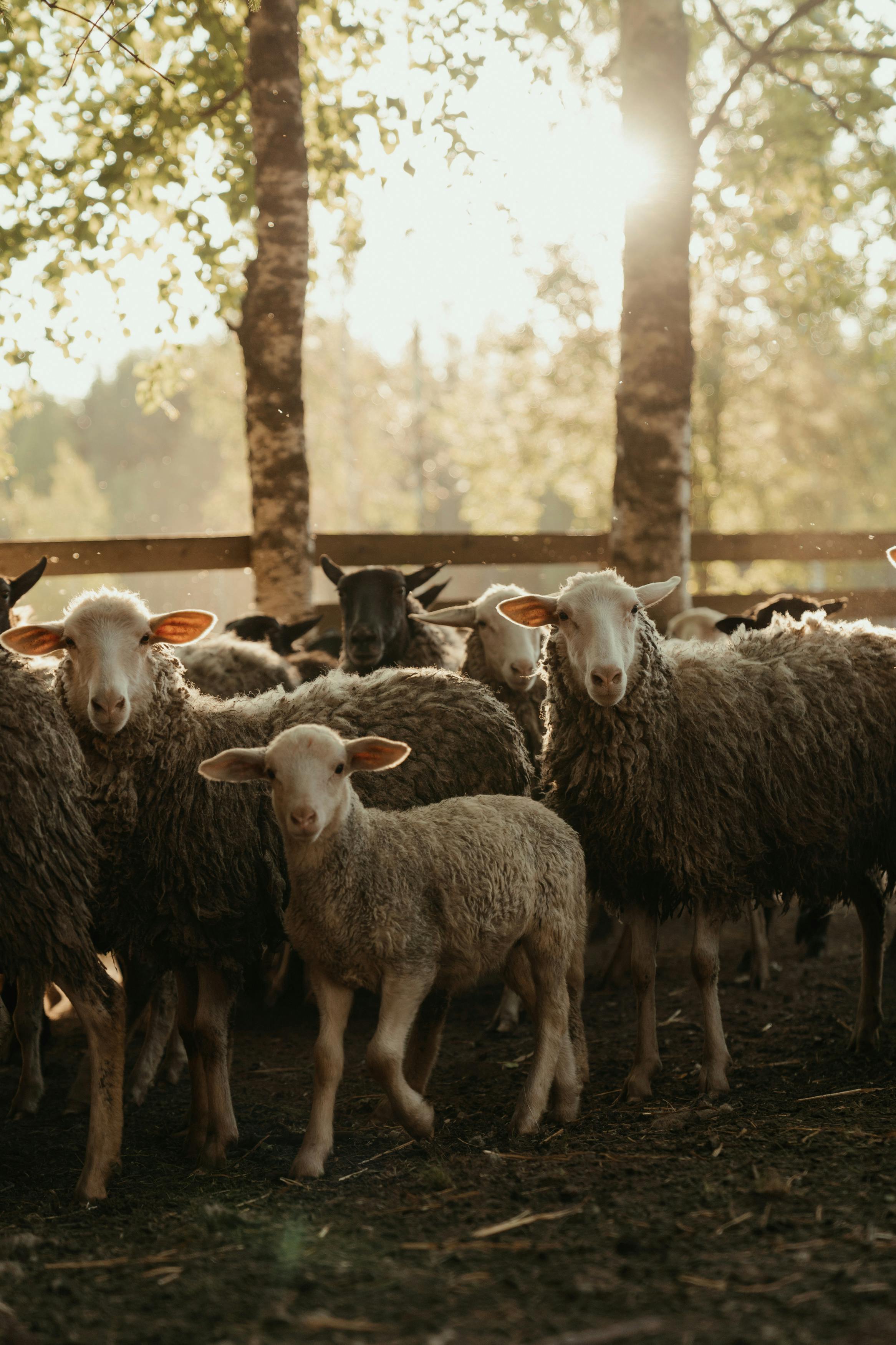 Goats