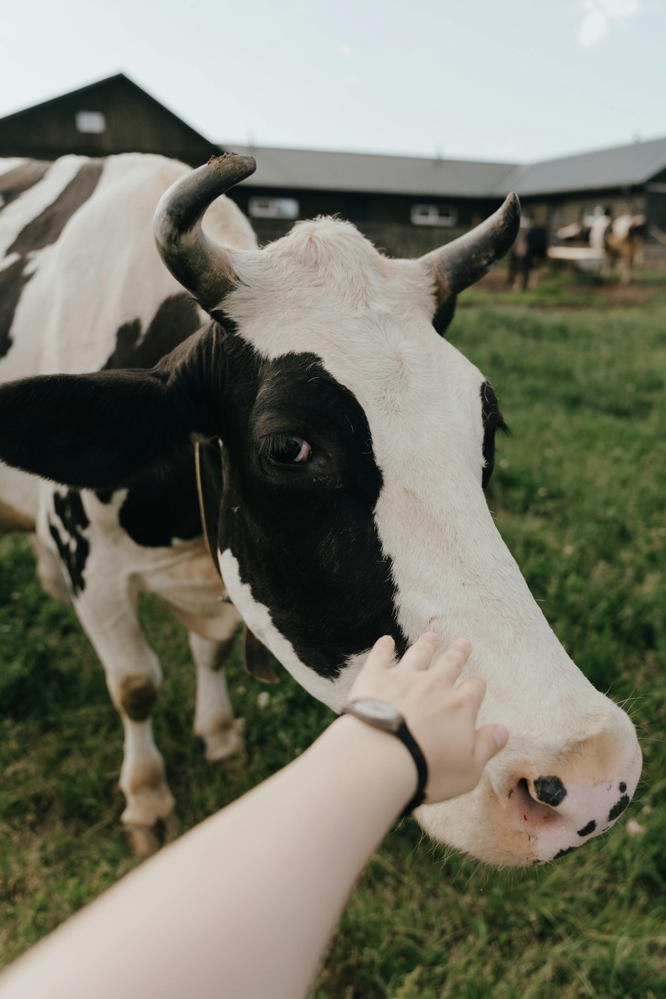 Dairy Cow