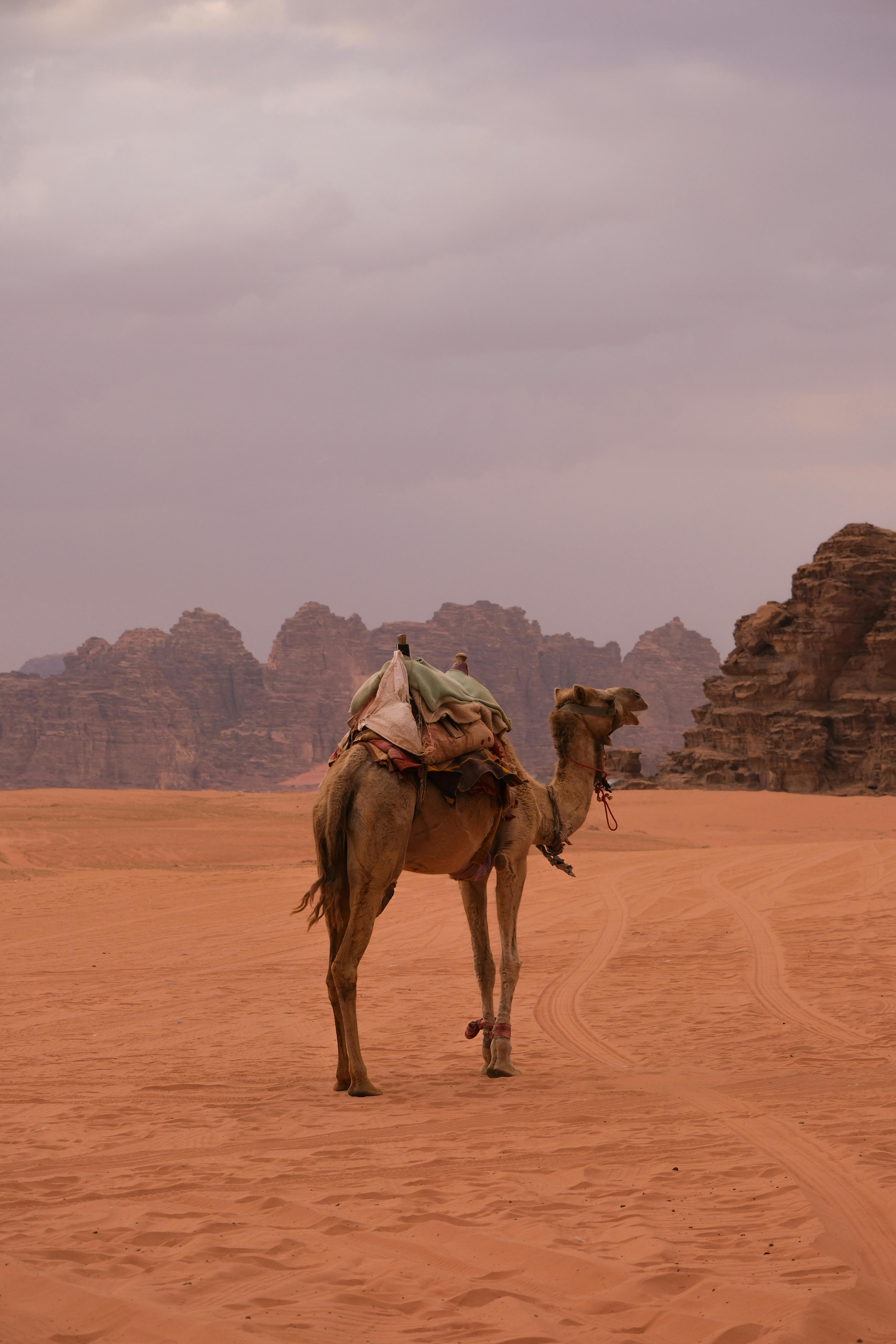 Camel