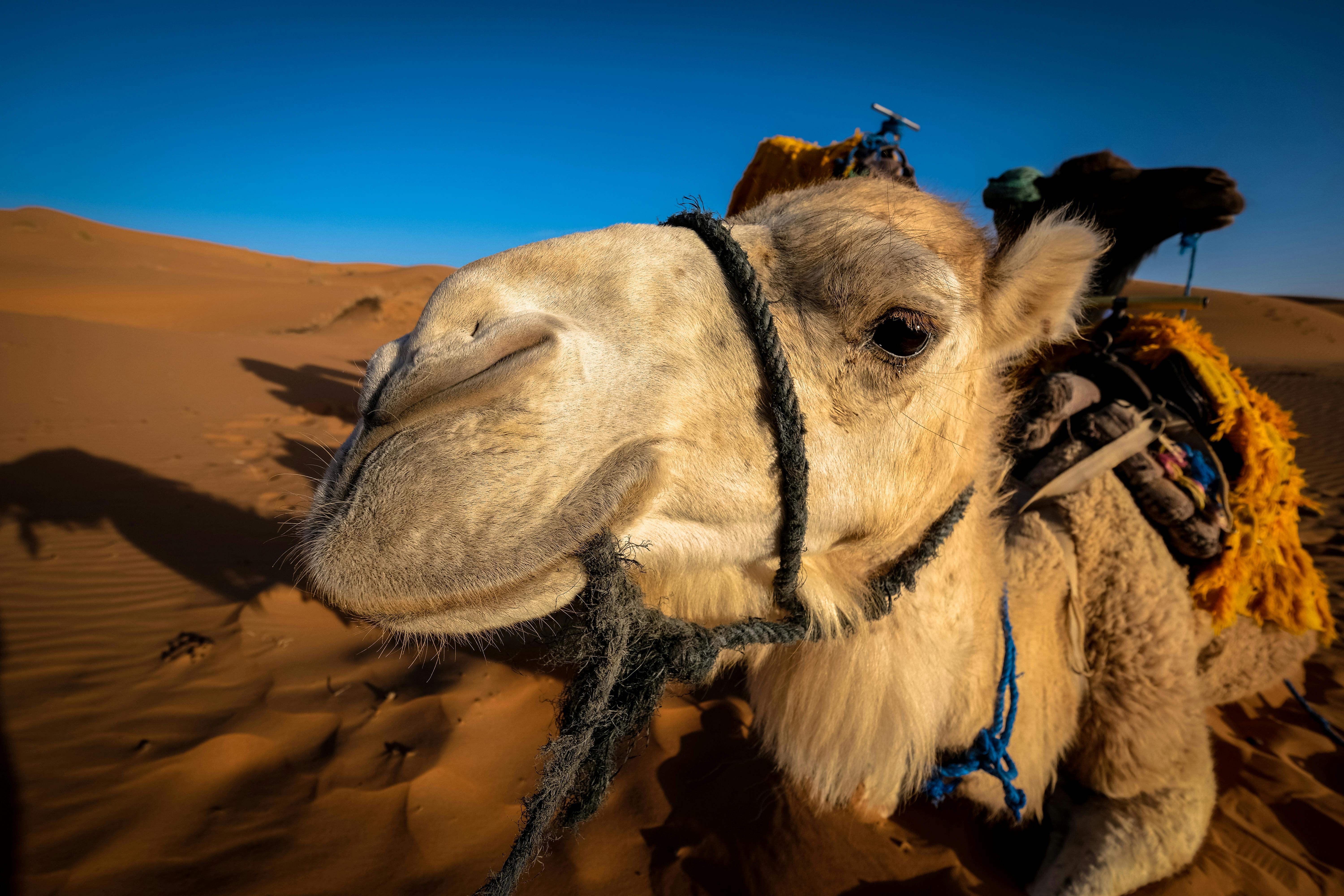 Camel