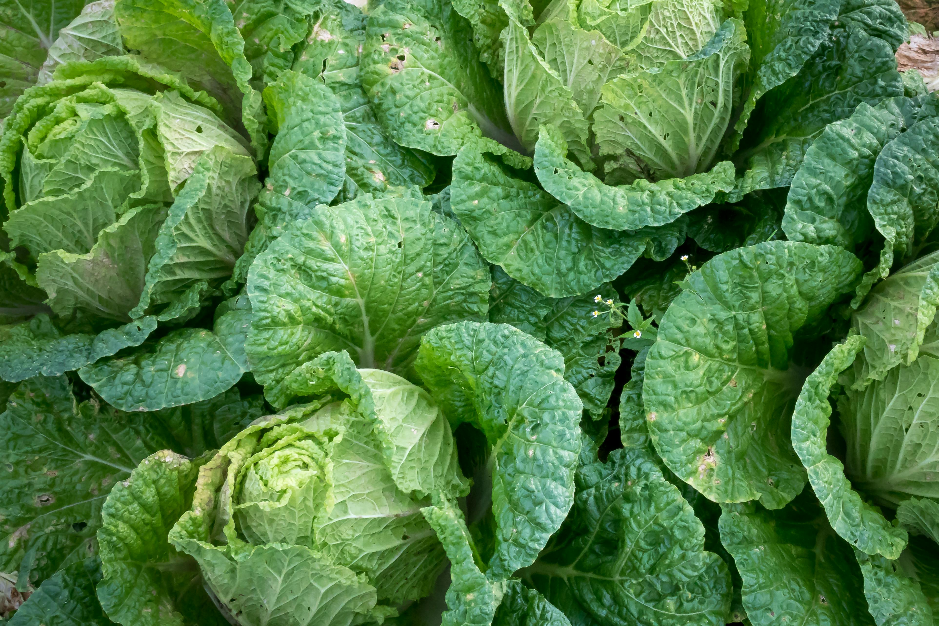 Healthy Potatoes